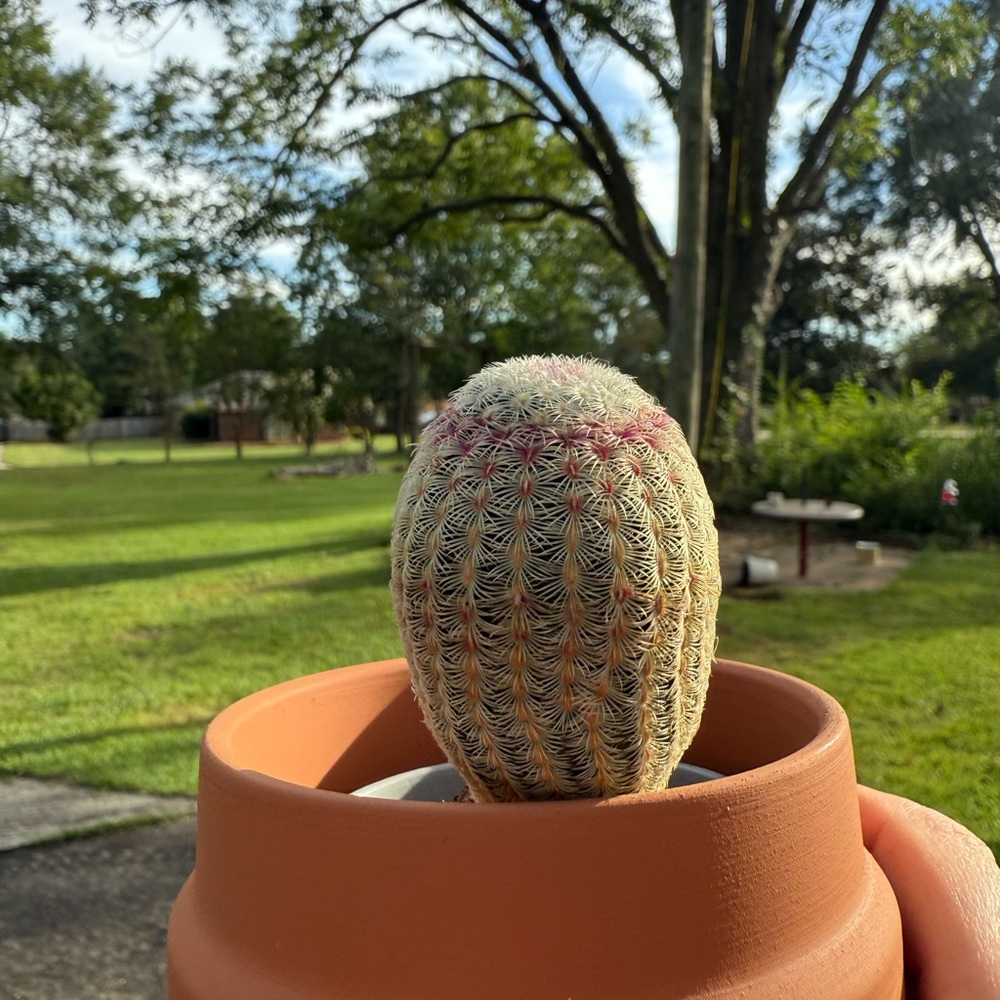 Rare Rainbow hedgehog Cactus Echinocereus rigidissimus